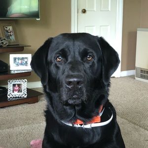 Meet your Posher, Casey